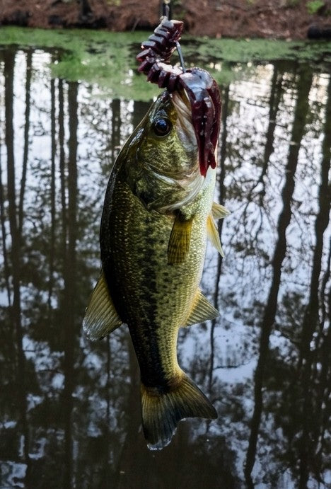 THE RACKATEER 4" X CREATURE BEAVER TAIL